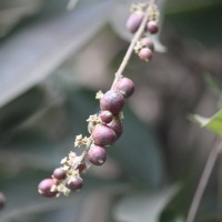 Vitex altissima L.f.